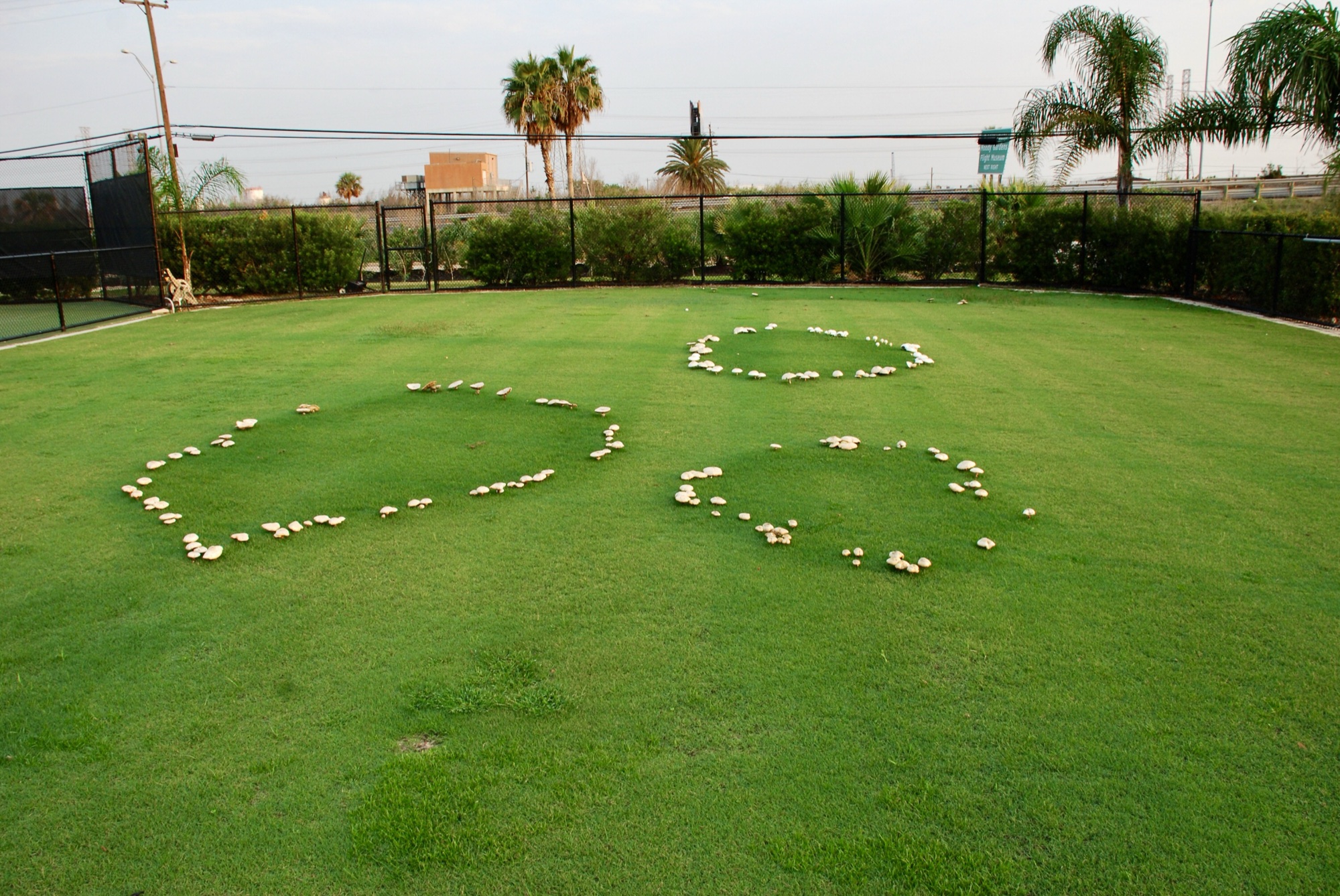 Mushrooms on the court
